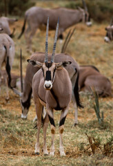 Naklejka na ściany i meble Oryx beïsa, Oryx beisa, Parc national de Samburu, Kenya