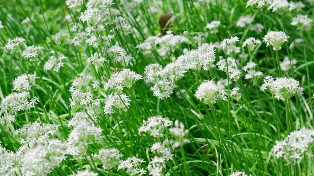 Blooming white flowers wild garlic Allium ursinum plant. Close-up. Organic farming, healthy food, selective focus