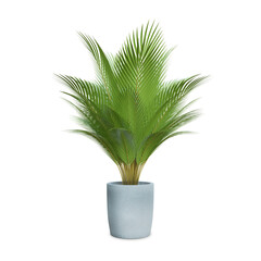 Palm tree isolated on white background with clipping path, 3D rendering illustration.