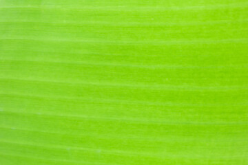 macro banana leaf texture,Abstract Texture Shown on Green Palm Leaf