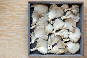 Oyster mushroom fungus (Pleurotus ostreatus) in a box, top view. Hiratake mushroom cooking ingredient.