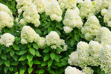 Close-up of white panicle hydrangea (Hydrangea paniculata) shrub with water droplets on leaves.
