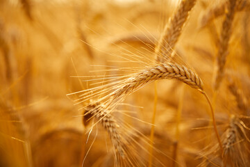 Wheat grain ear and rye field on yellow sunset sky background.