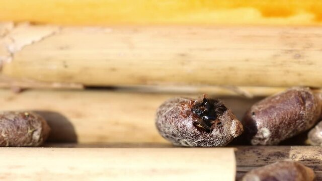murarka, mason bee 