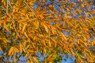 Close-up of beautiful orange color leaves of Willow oak (Quercus phellos) trees. Oak trees grow around recreation areas in public landscape city park Krasnodar or Galitsky park. Autumn 2021