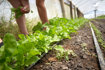 Hand holds freshly picked arugula leaves. growing in greenhouse