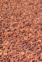 texture of cocoa nuts that are drying in the sun