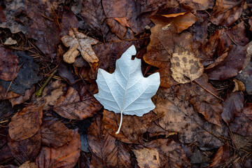 White leave on brown leaves in winter