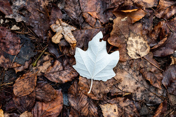 White leave on brown leaves in winter