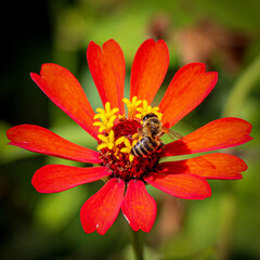 bee on orange flower