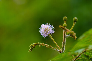 Blooming mimosa (sensitive plant) flower and several buds in the middle of the forest