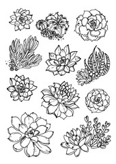 Cacti and succulents. Line sketch of flowers, home decor. Drawing vector black. Poster coloring