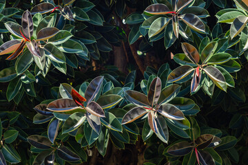 Leaves on a branch of an Indian rubber tree (ficus) in the bright midday sun