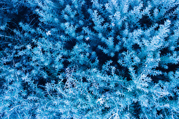 Beautiful blue abstract background made with young leaves. Bright juicy fresh plants. Close up. Top...