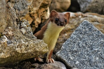 Belette d'Europe (Mustela nivalis), Neuchâtel, Suisse.