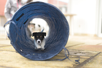Yound Jack Russell Terrier puppy dog 6 weeks old, playing and running with joy through a tunnel