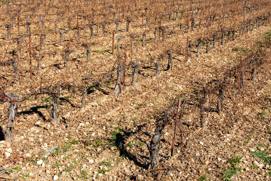 Vi&ntilde;edo mediterraneo de cepas altas
