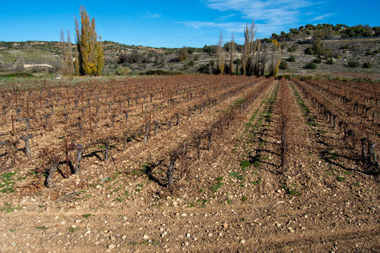 Vi&ntilde;edo de cepas altas