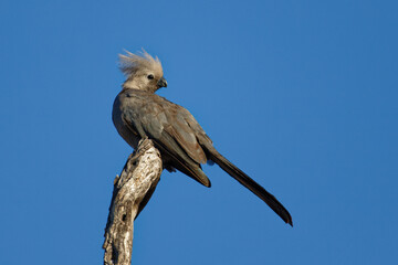 Grauer L&auml;rmvogel