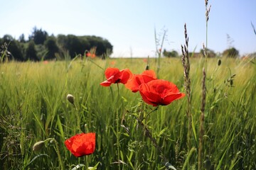 Fleur veillant sur le champ de bl&eacute;