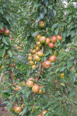 Harvest of red apples on a columnar apple tree in an orchard