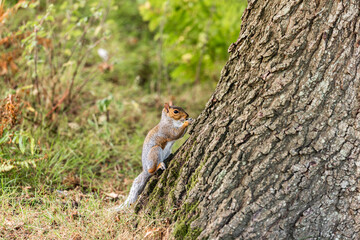 A squirrel feeding in Knole Park near Sevenoaks in Kent, England - obrazy, fototapety, plakaty