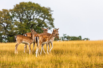 Deer in Knole Park near Sevenoaks in Kent, England