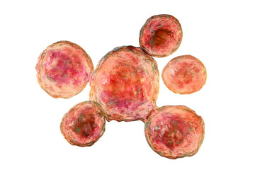 Fungi Paracoccidioides lutzii, 3D illustration