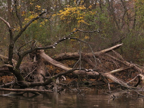 tree in the river