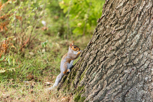A squirrel feeding in Knole Park near Sevenoaks in Kent, England