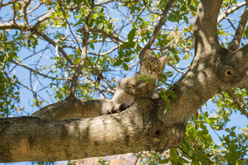 cat in the tree on sunny day - a cute kitten climbing up in the tree in sunshine