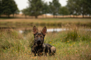 Deutscher Schäferhund Stockhaar Rüde DSH 