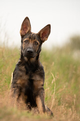 Deutscher Schäferhund Stockhaar Rüde DSH 