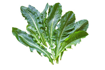 Balkan cuisine. Zucenica leaves ( wild chicory ) - popular leafy vegetables. Isolated on white