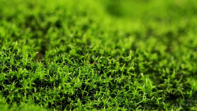 Macro shot showing details of moss. Sun rays in moss background.