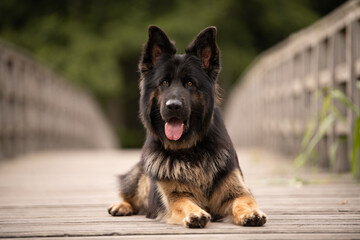 Deutscher Schäferhund Altdeutscher Schäferhund DSH 