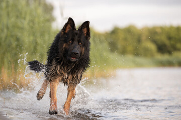 Rennender Deutscher Schäferhund DSH GSD German Shepherd Dog