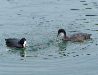 Fulica atra - Foulque macroule avec son petit se nourrissant de végétation à découvert sur un plan d'eau