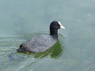 Fulica atra - Foulque macroule, corps arrondi, bec sous plaque frontale ou écusson blanc, plumage...