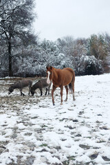 Horse with mini donkeys in Texas snow during winter season.