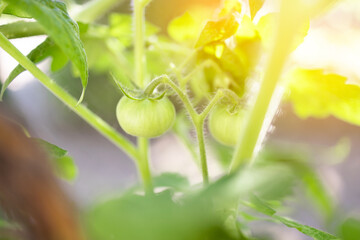 Green tomato plant in organic vegatable garden, close-up