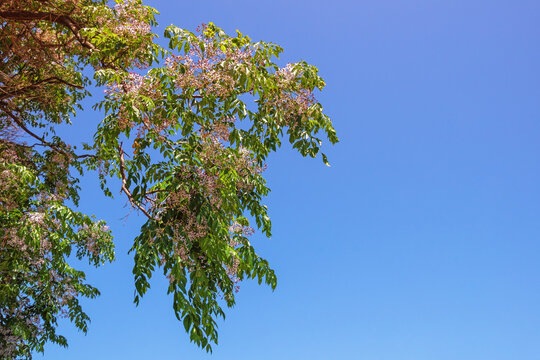 Spring. Leaves and flowers of Chinaberry tree ( Melia azedarach ) against blue sky. Free space for text