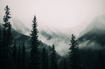 Tall  Pinus trees in the forest in the mountains covered with the fog in the winter season with...