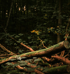 Fallen tree in the woods full of moss. Concept of peaceful forest destruction