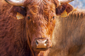 Vache. Highland.