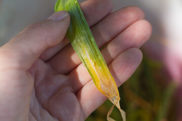 Yellowed onion leaves affected by the pest onion fly