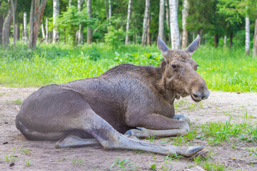 A wild moose lies on the ground near the forest
