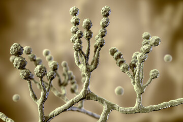 Microscopic fungi Scopulariopsis brevicaulis, 3D illustration