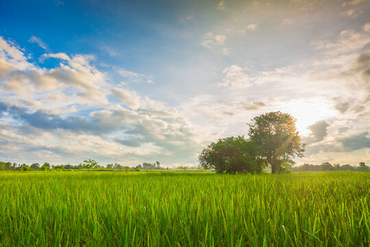 Green rice fild with evening sky ,rice field and sky in the morning © banjongseal324