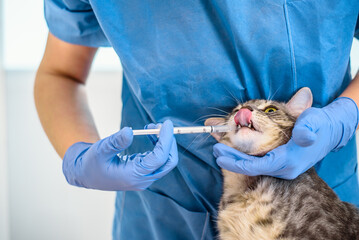 Female veterinarian doctor is giving liquid medication to a cat